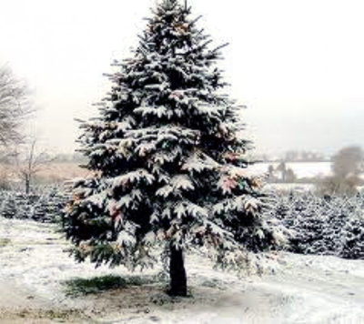 Christmas Trees Shropshire