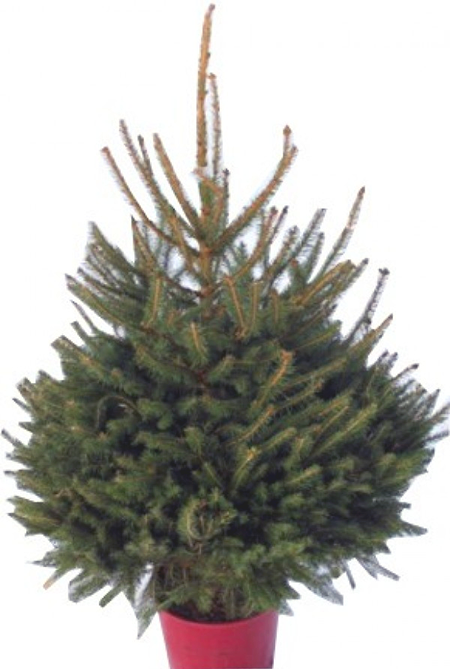 Spruce Christmas Tree