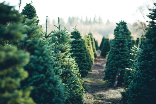 Christmas trees in Wolverhampton