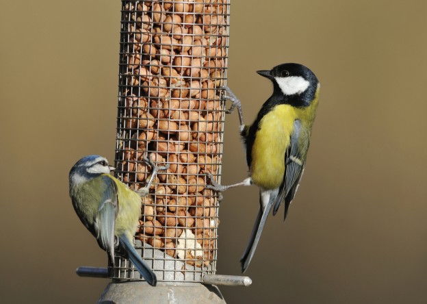 gardenwatch - Weston Sawmill