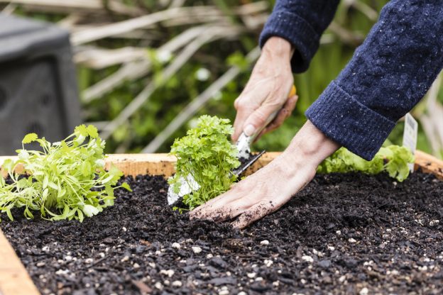 raised garden beds