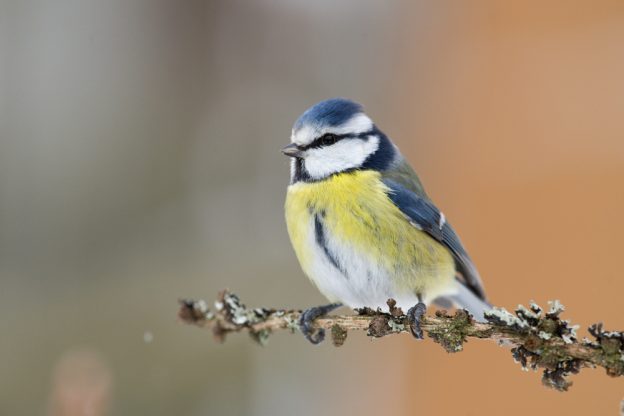 Big Garden Birdwatch