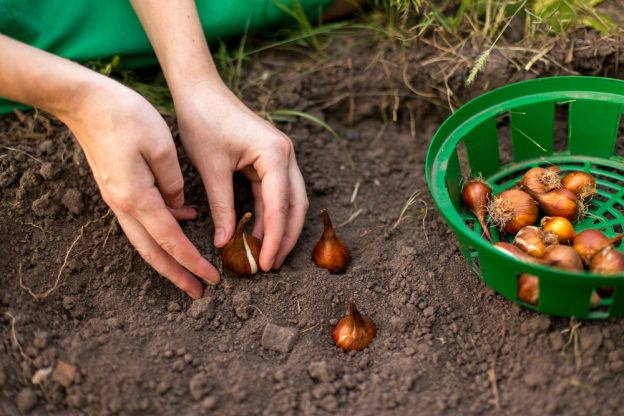 raised garden beds - bulb planting