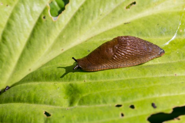 weston sawmill - slugs