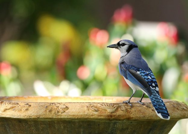 big garden birdwatch