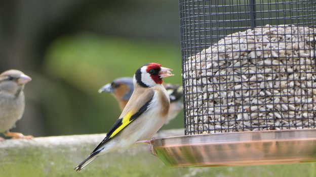 birdcare-from-weston-sawmill.