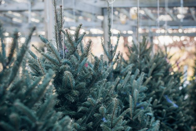 christmas tree - Weston Sawmill