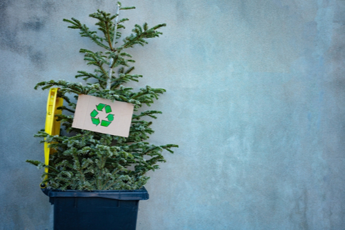 Recycling Your Christmas Tree