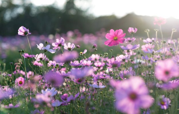 The Best Spring Flowers