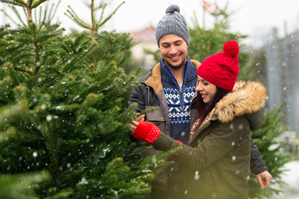 Picking Your Tree For Christmas Weston Sawmill and Nursery
