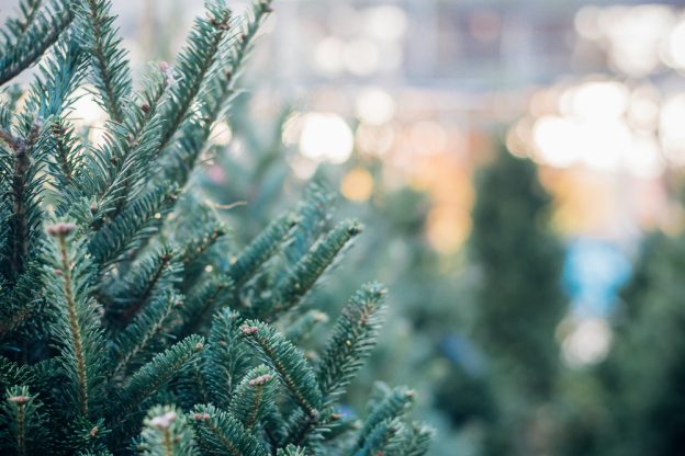 Maintaining Your Real Christmas Tree