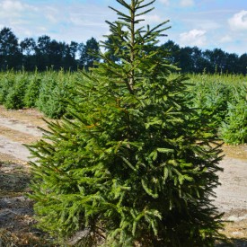 Nordmann Fir Christmas Trees