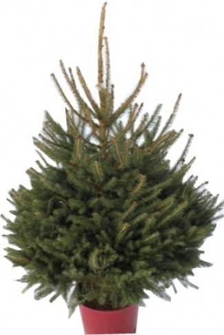 Nordmann Fir Christmas Tree Potted